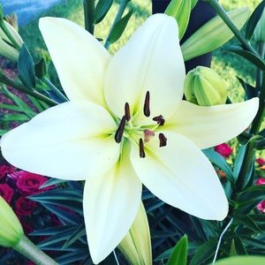 Meet your Posher, Michele